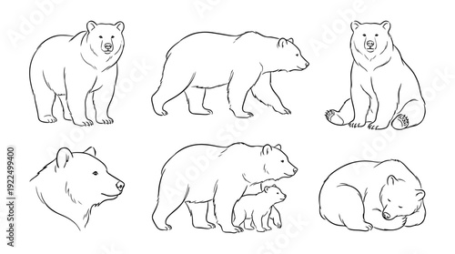 bear, 6 black delicate line drawings vector set collection , white background , PNG and SVG