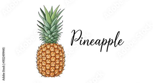 Fresh pineapple fruit illustration with a crown of green leaves and script text for tropical and summer food themes.