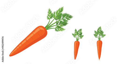 Illustration of a fresh orange carrot with lush green leaves shown in different sizes for agriculture and vegetable garden themes.