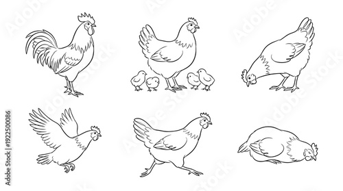 chicken, 6 black delicate line drawings vector set collection , white background , PNG and SVG