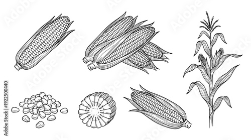 corn, 6 black delicate line drawings vector set collection , white background , PNG and SVG