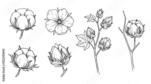 cotton plant, 6 black delicate line drawings vector set collection , white background , PNG and SVG