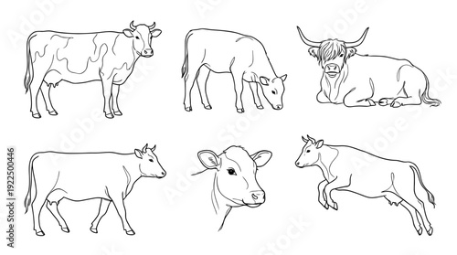 cow, 6 black delicate line drawings vector set collection , white background , PNG and SVG