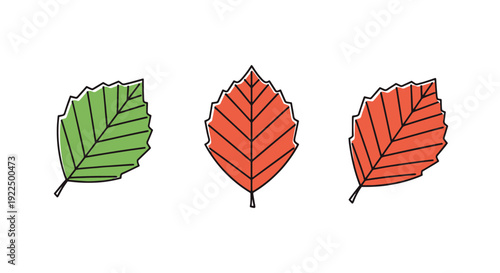 Beech leaf Line art clean color vector