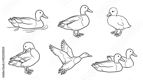 duck, 6 black delicate line drawings vector set collection , white background , PNG and SVG