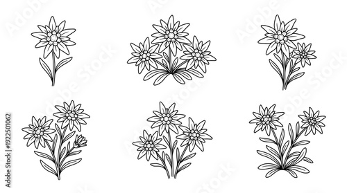 edelweiss, 6 black delicate line drawings vector set collection , white background , PNG and SVG