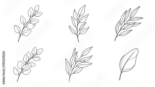 eucalyptus leaf, 6 black delicate line drawings vector set collection , white background , PNG and SVG