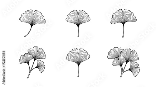 ginkgo leaf, 6 black delicate line drawings vector set collection , white background , PNG and SVG