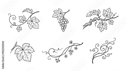 grape vine, 6 black delicate line drawings vector set collection , white background , PNG and SVG