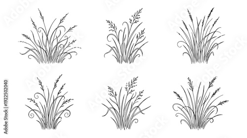 grass tuft, 6 black delicate line drawings vector set collection , white background , PNG and SVG