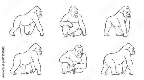 gorilla, 6 black delicate line drawings vector set collection , white background , PNG and SVG
