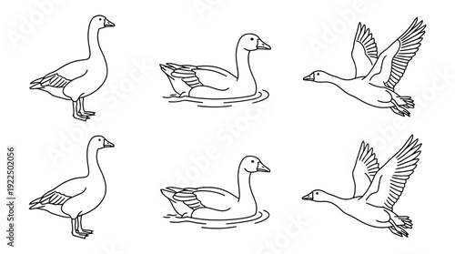goose, 6 black delicate line drawings vector set collection , white background , PNG and SVG