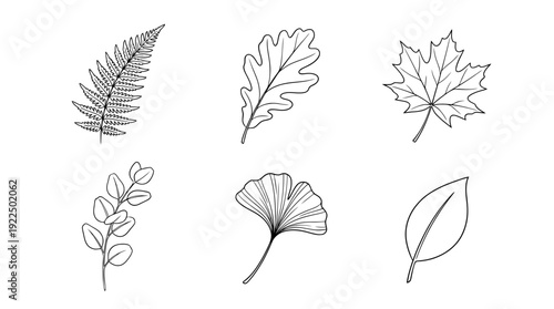 green leaf, 6 black delicate line drawings vector set collection , white background , PNG and SVG