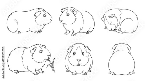 guinea pig, 6 black delicate line drawings vector set collection , white background , PNG and SVG
