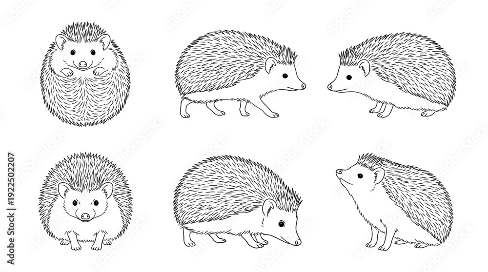 Fototapeta premium hedgehog, 6 black delicate line drawings vector set collection , white background , PNG and SVG