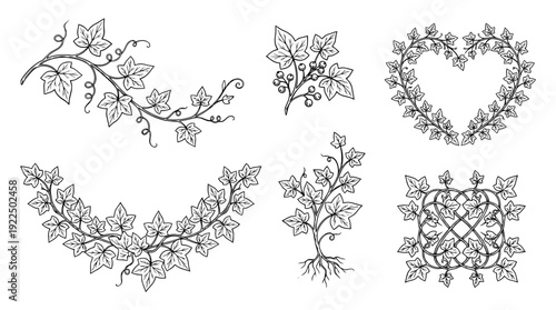 ivy vine, 6 black delicate line drawings vector set collection , white background , PNG and SVG