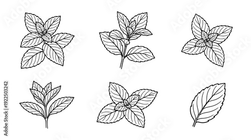 mint leaf, 6 black delicate line drawings vector set collection , white background , PNG and SVG