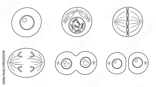 mitosis, 6 black delicate line drawings vector set collection , white background , PNG and SVG