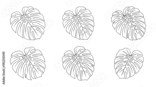 monstera leaf, 6 black delicate line drawings vector set collection , white background , PNG and SVG