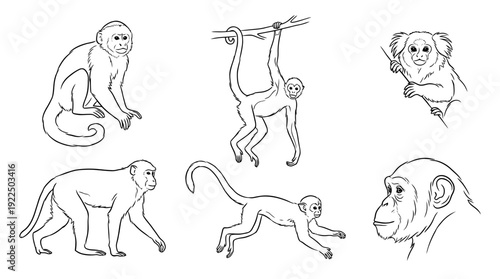 monkey, 6 black delicate line drawings vector set collection , white background , PNG and SVG