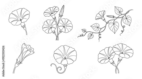 morning glory, 6 black delicate line drawings vector set collection , white background , PNG and SVG