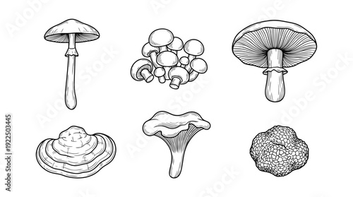mushroom, 6 black delicate line drawings vector set collection , white background , PNG and SVG