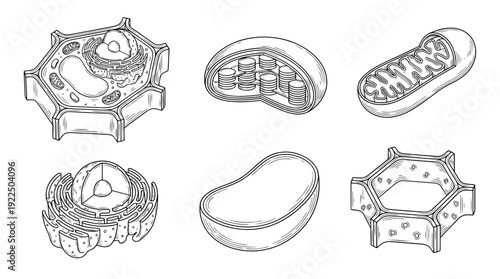 plant cell, 6 black delicate line drawings vector set collection , white background , PNG and SVG