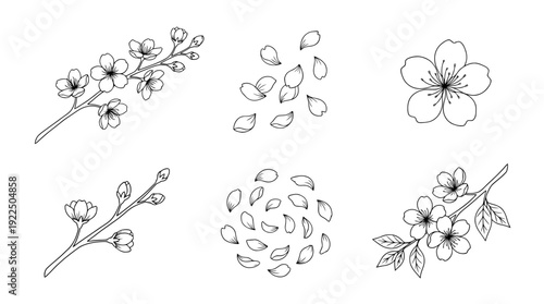 sakura cherry blossom, 6 black delicate line drawings vector set collection , white background , PNG and SVG