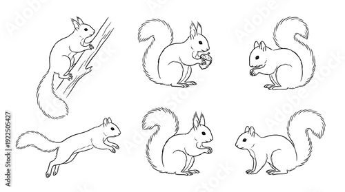 squirrel, 6 black delicate line drawings vector set collection , white background , PNG and SVG