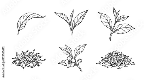 tea leaf, 6 black delicate line drawings vector set collection , white background , PNG and SVG