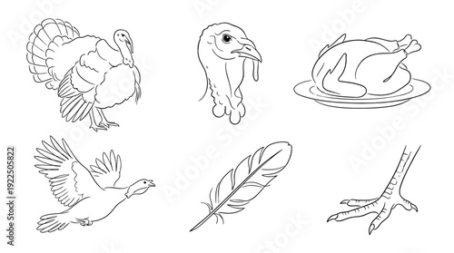 thanksgiving turkey, 6 black delicate line drawings vector set collection , white background , PNG and SVG