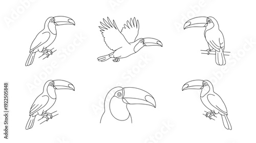 toucan, 6 black delicate line drawings vector set collection , white background , PNG and SVG