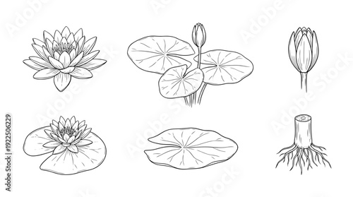water lily, 6 black delicate line drawings vector set collection , white background , PNG and SVG
