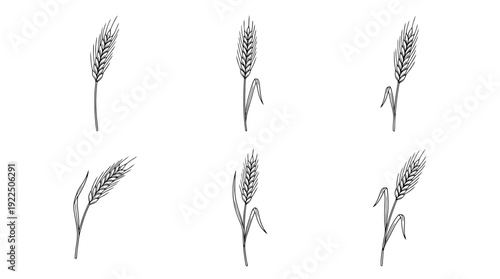 wheat stalk, 6 black delicate line drawings vector set collection , white background , PNG and SVG