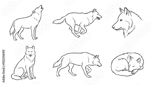 wolf, 6 black delicate line drawings vector set collection , white background , PNG and SVG