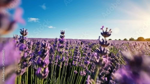 Lavender field under clear blue sky with sunlight in background  
