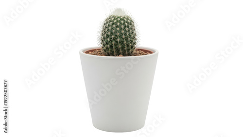 A small cactus plant isolated on transparent background in a white pot