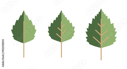 Birch leaf Line art modern dynamic color vector