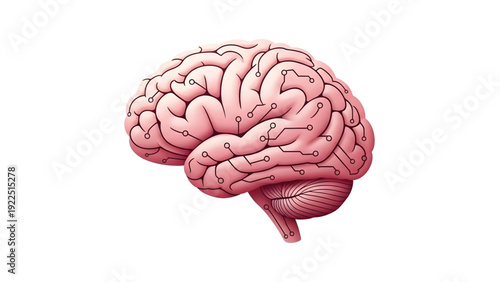 Human Brain Anatomy Illustration SVG Vector – Detailed Intelligence and Neuroscience Concept Isolated on Transparent Background for Medical, Education, and Innovation Design