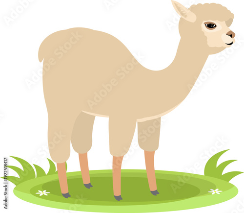 Farm Animals. Cute farm. A fluffy llama stands on the green grass. Collection of farm animals. Flat vector illustration. Isolated