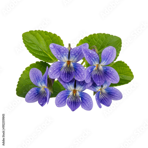 Purple violets with water droplets and green leaves