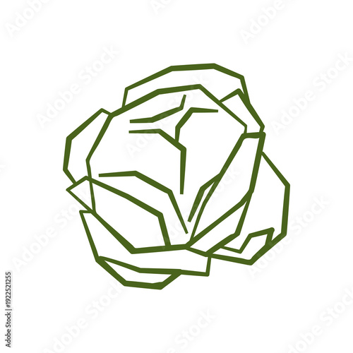 Fresh green cabbage illustration. Simple line style icon of cabbage vegetable for farmers market advertising. Vector symbol of harvested salad vegetables in minimal handdrawn outline style.
