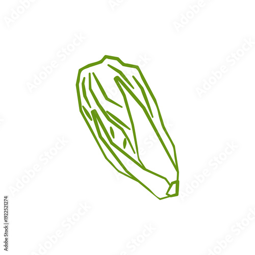 Fresh napa cabbage illustration. Simple line style icon of chinese vegetable for farmers market advertising. Vector symbol of harvested salad vegetables in minimal handdrawn outline style.
