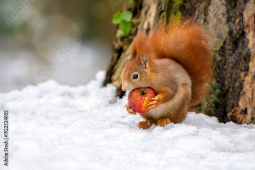 A squirrel in a winter park is looking for something to eat.
