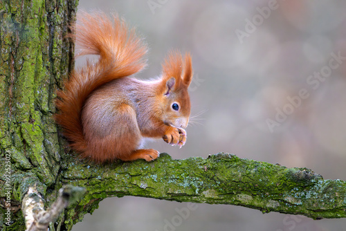 A squirrel in a winter park is looking for something to eat.