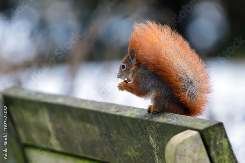 A squirrel in a winter park is looking for something to eat.