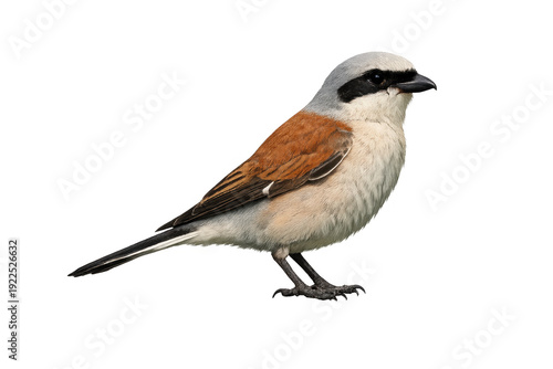 Red-backed shrike bird standing with transparent background