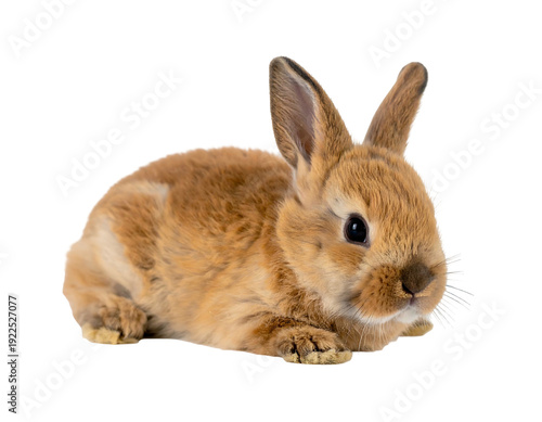 Adorable brown bunny rabbit resting peacefully on a white surface.