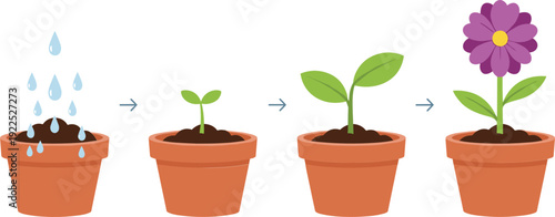 Plant Growth Stages from Watering Seedling to Blooming Flower in Pot Step by Step Vector Illustration