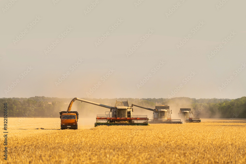 Fototapeta premium Combine harvester harvests wheat